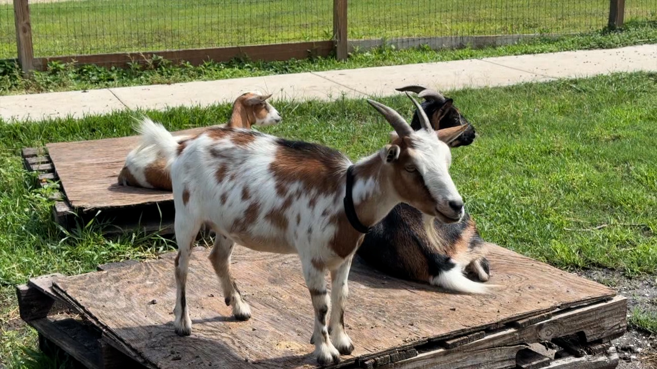 petting zoo