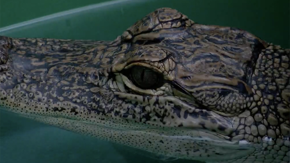 WPTV-ALLIGATOR.jpg