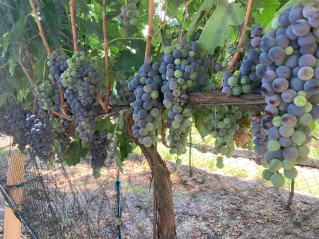 Arizona vineyard grapes 