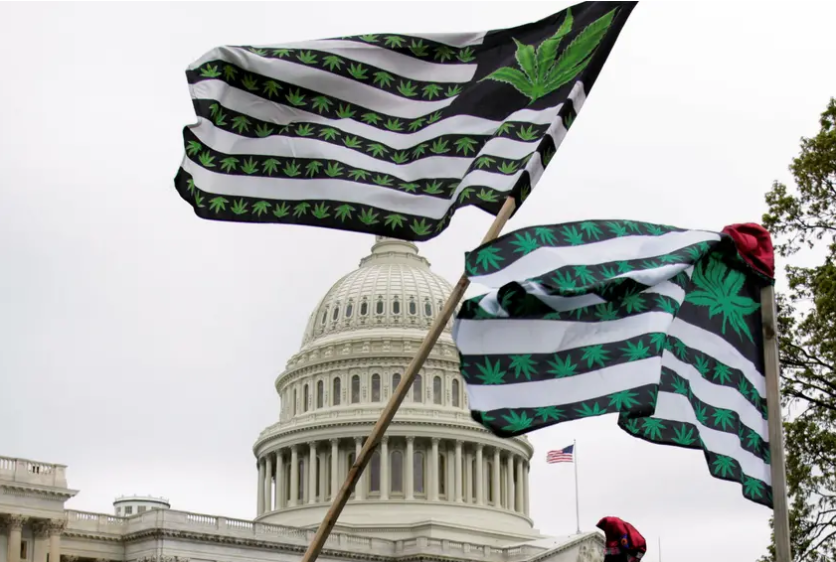 weed protest.PNG