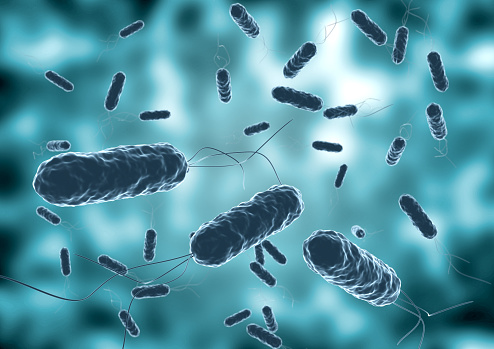 Vibrio