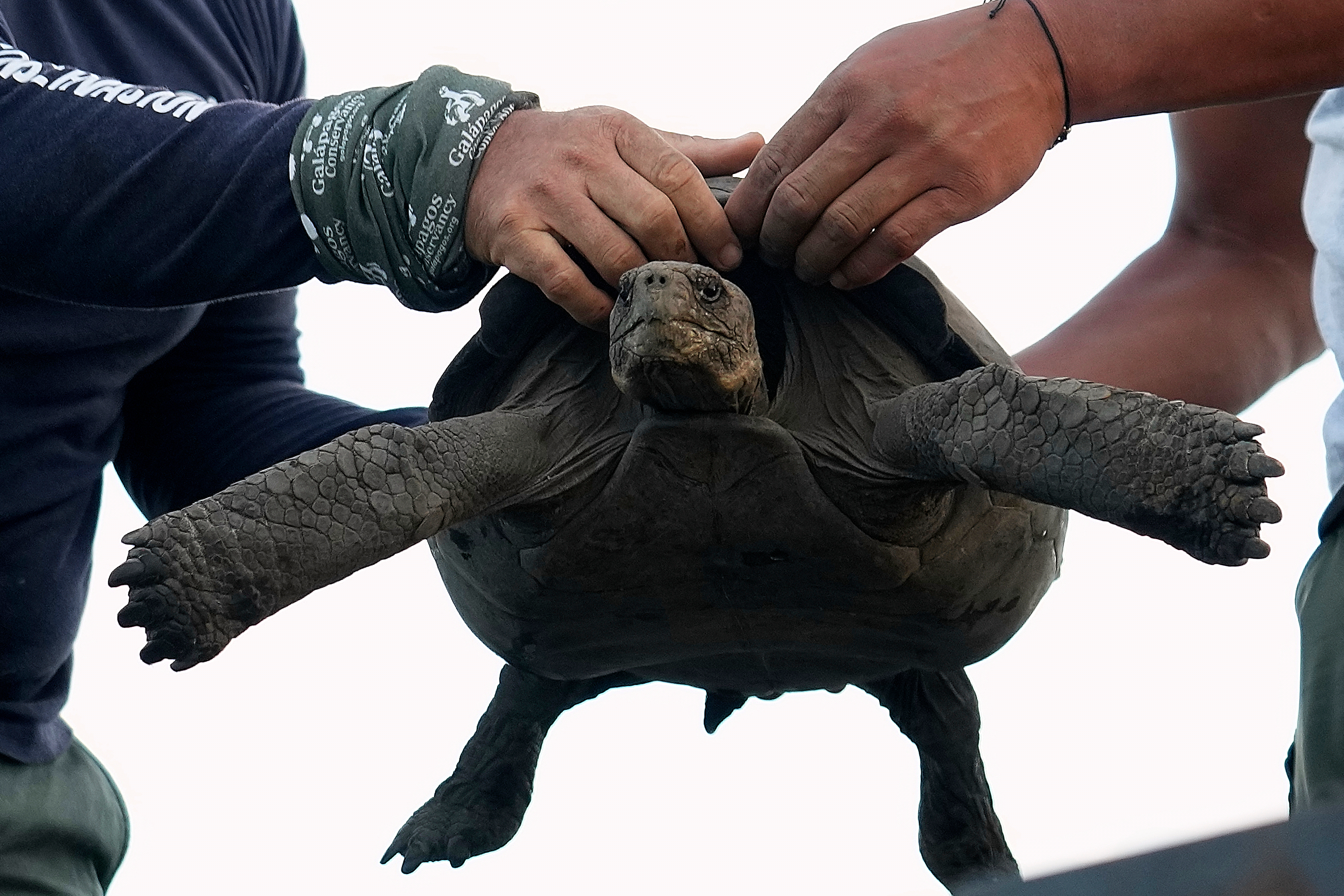 Ecuador-Galapagos Giant Tortoises