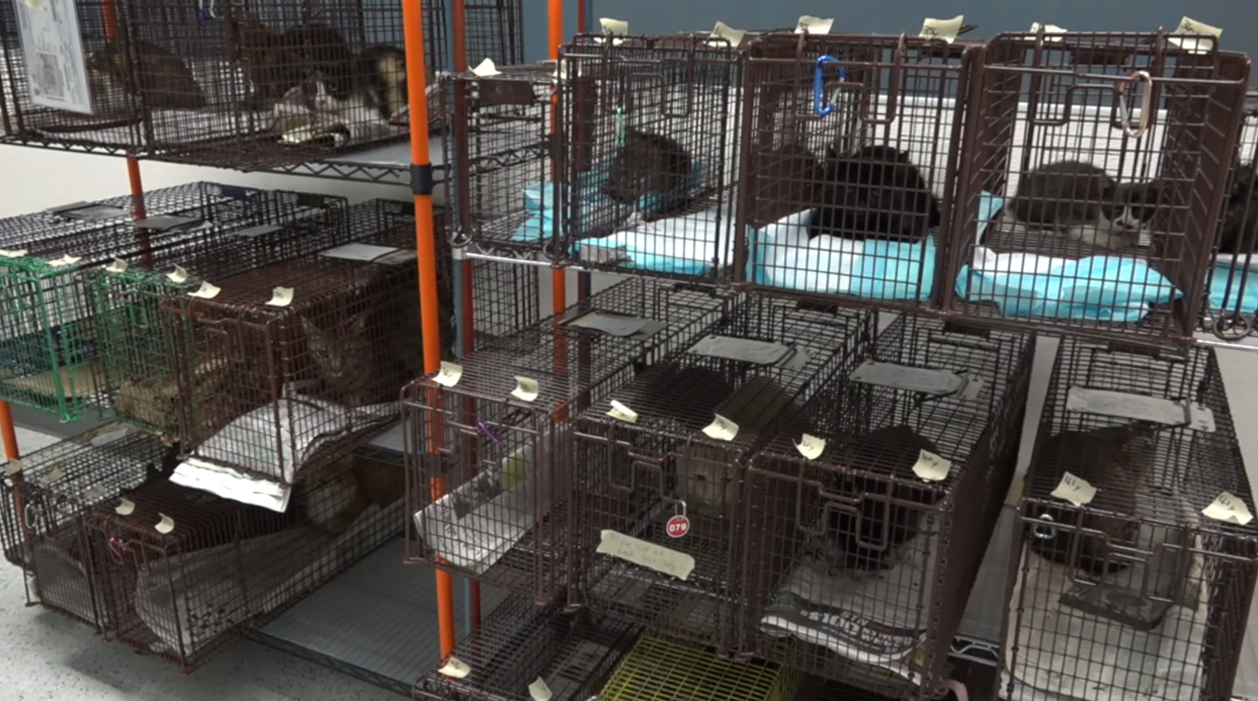  Las Vegas valley stray cat population is growing, and animal advocates say help is needed