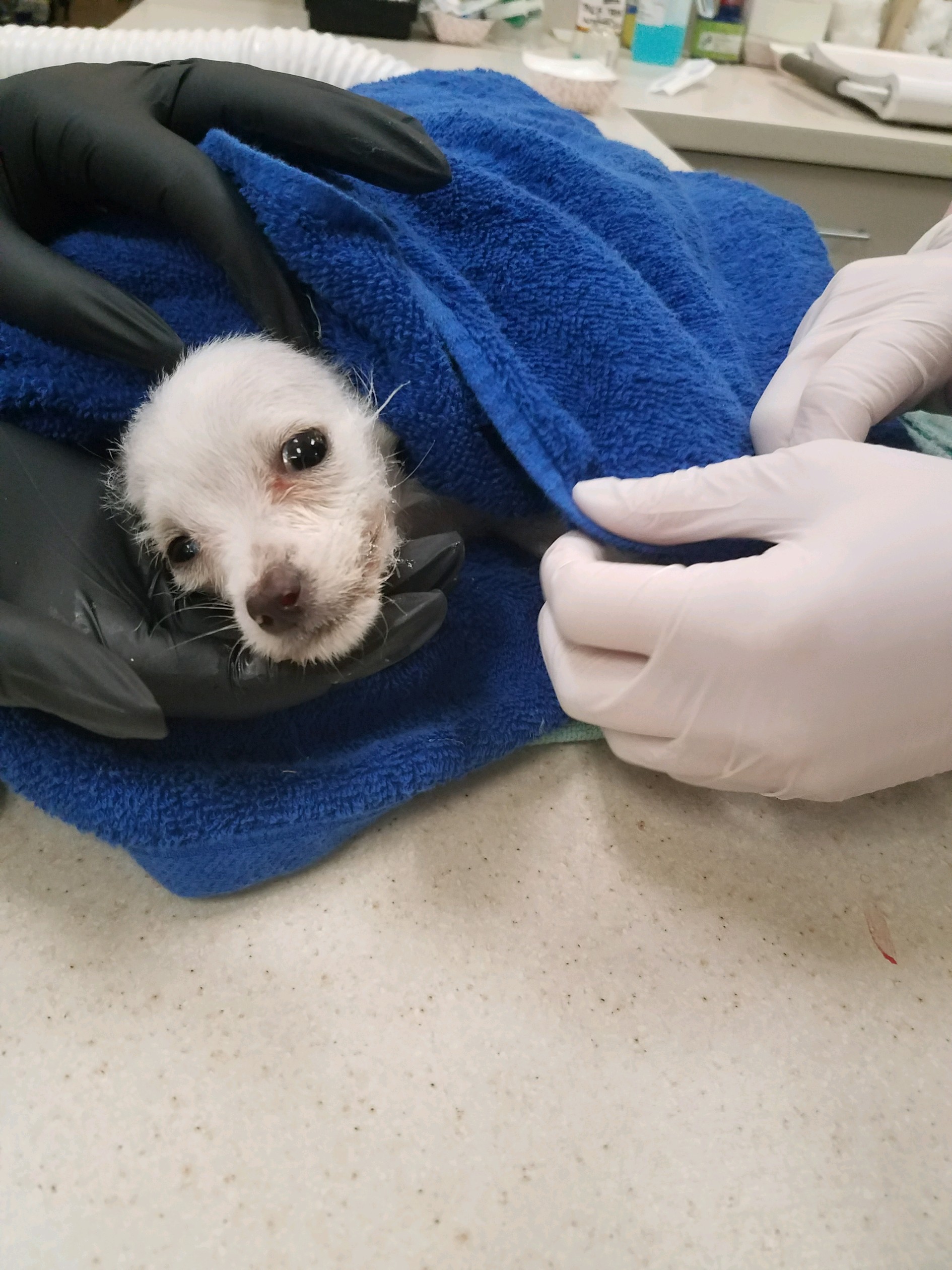 SDHS Puppy Death Investigation.jpg