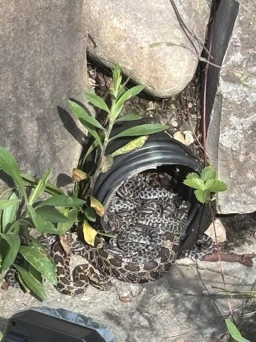 Massasauga snakes Matthaei - 1.jpg