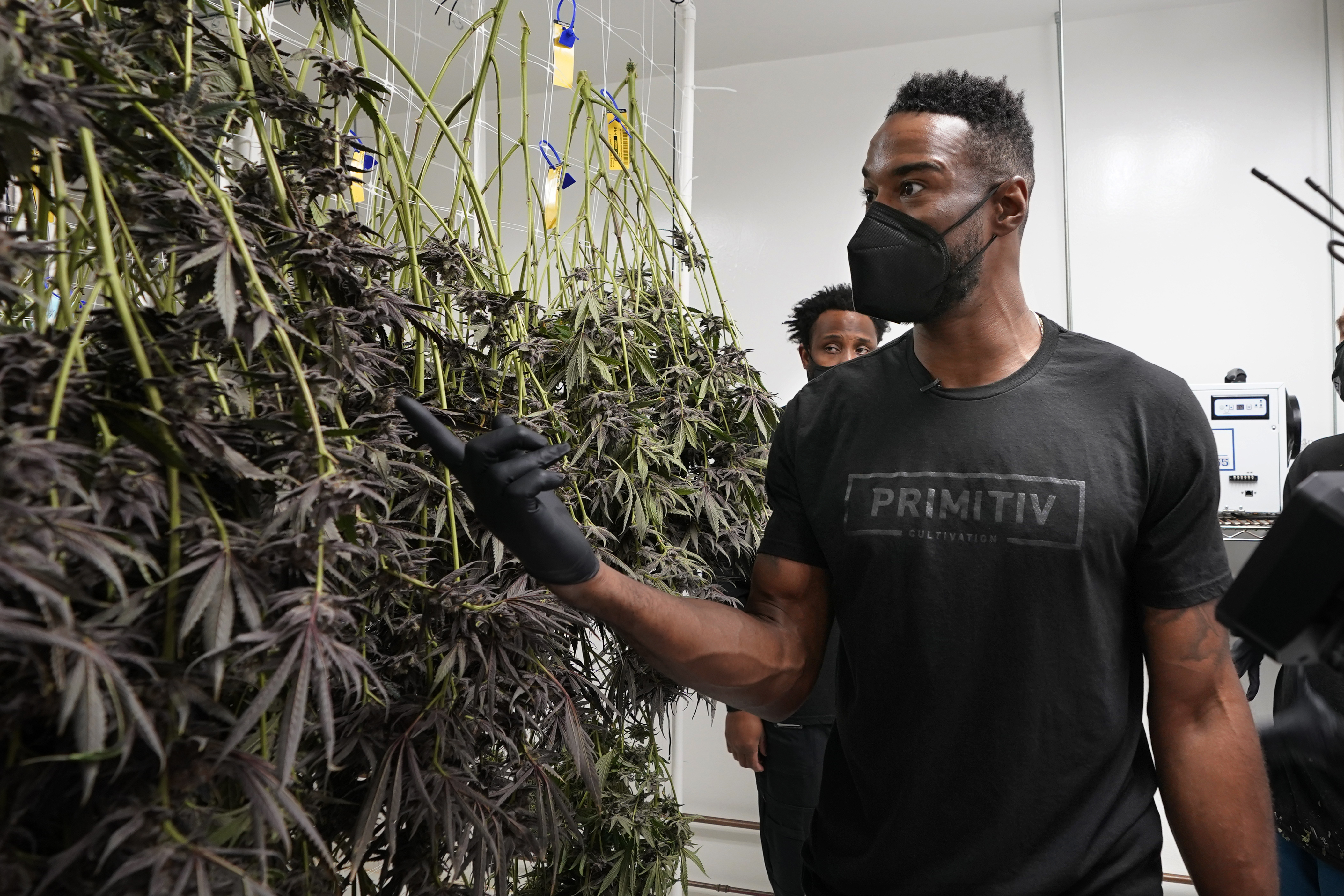 Calvin Johnson Cannabis Marajuana Business