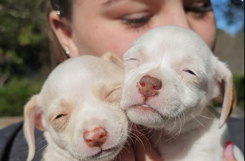 Animals seized from home after arrest in Martin County. Dec. 6, 2023.png