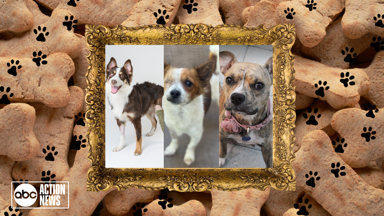 Rescues in Action 1/22/25