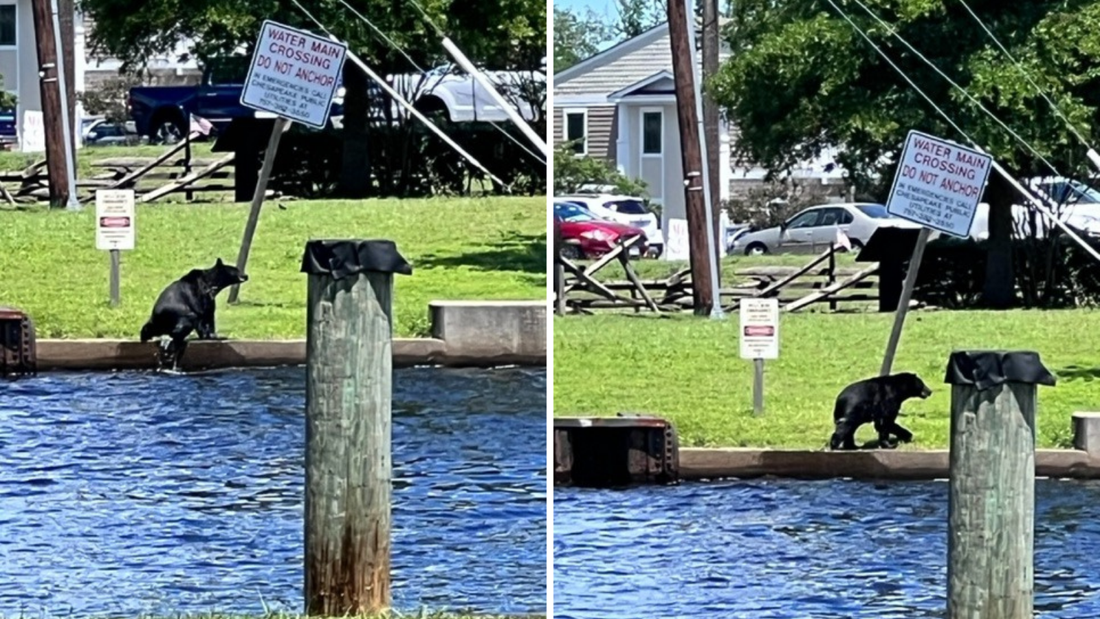 CH Bear near Great Bridge Locks.png