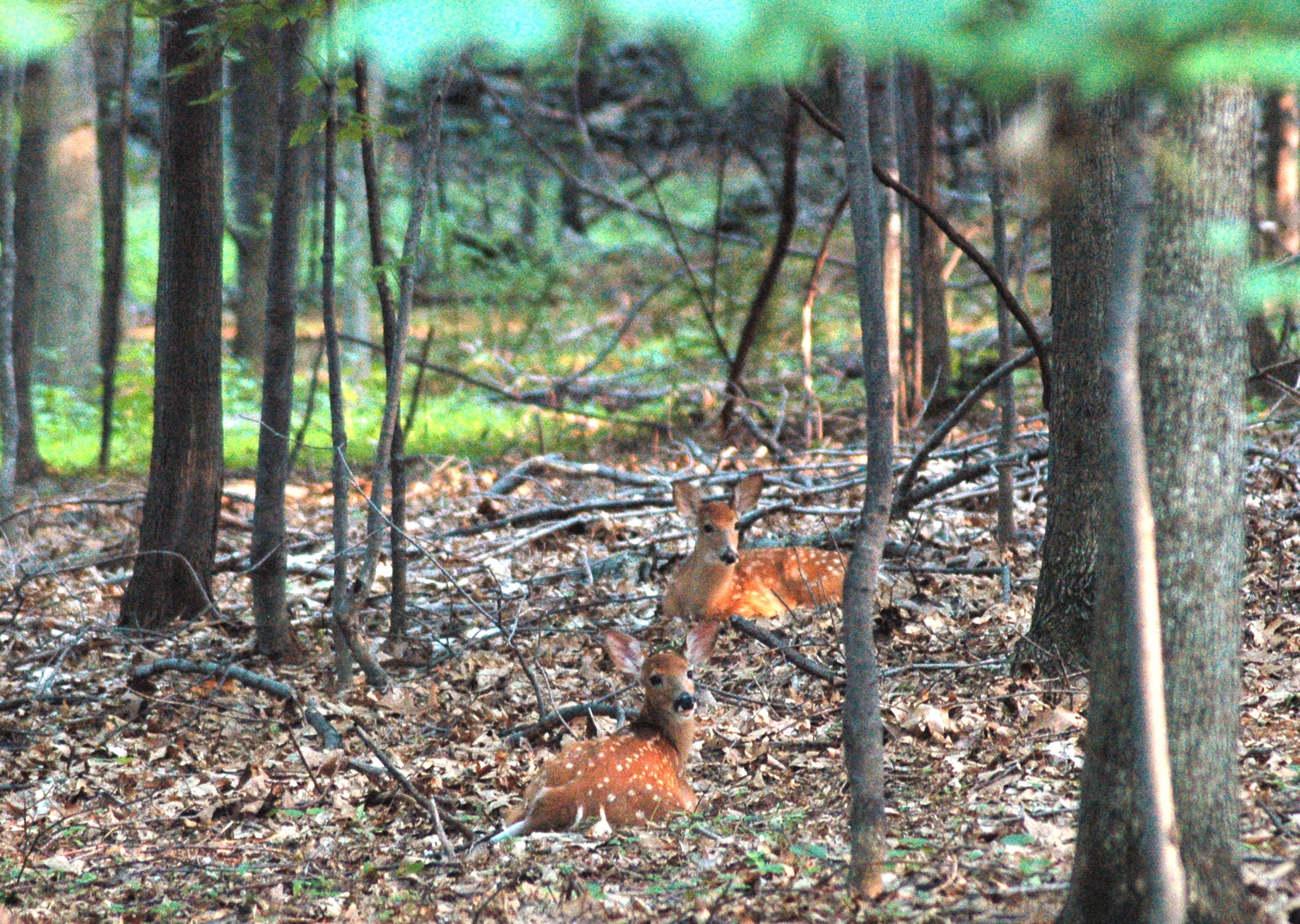 white tail fawns
