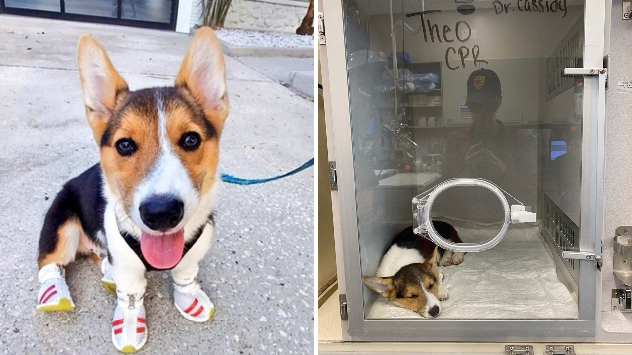 Florida family wants Petland to pay $2500 vet bill for sick Corgi puppy