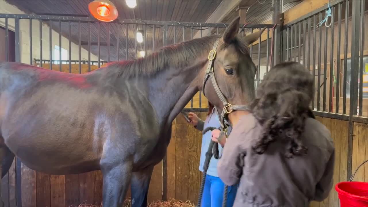 UMD students and a professor help deliver a 130-pound foal safely