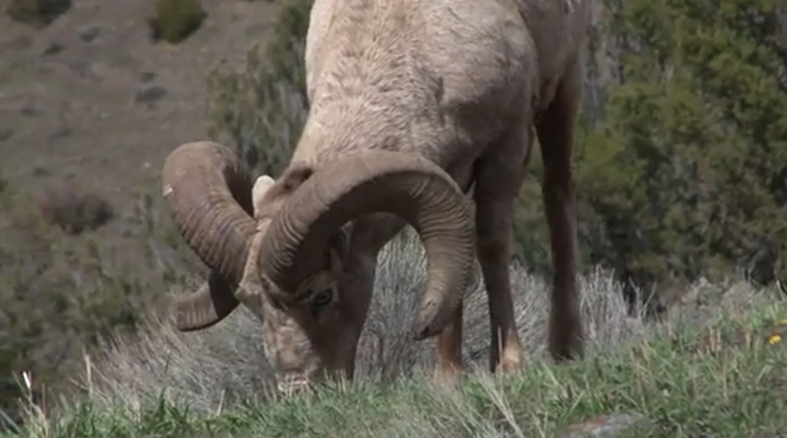 Wyoming herd of big horn sheep loses 10% of its population to disease - Vimarsana News