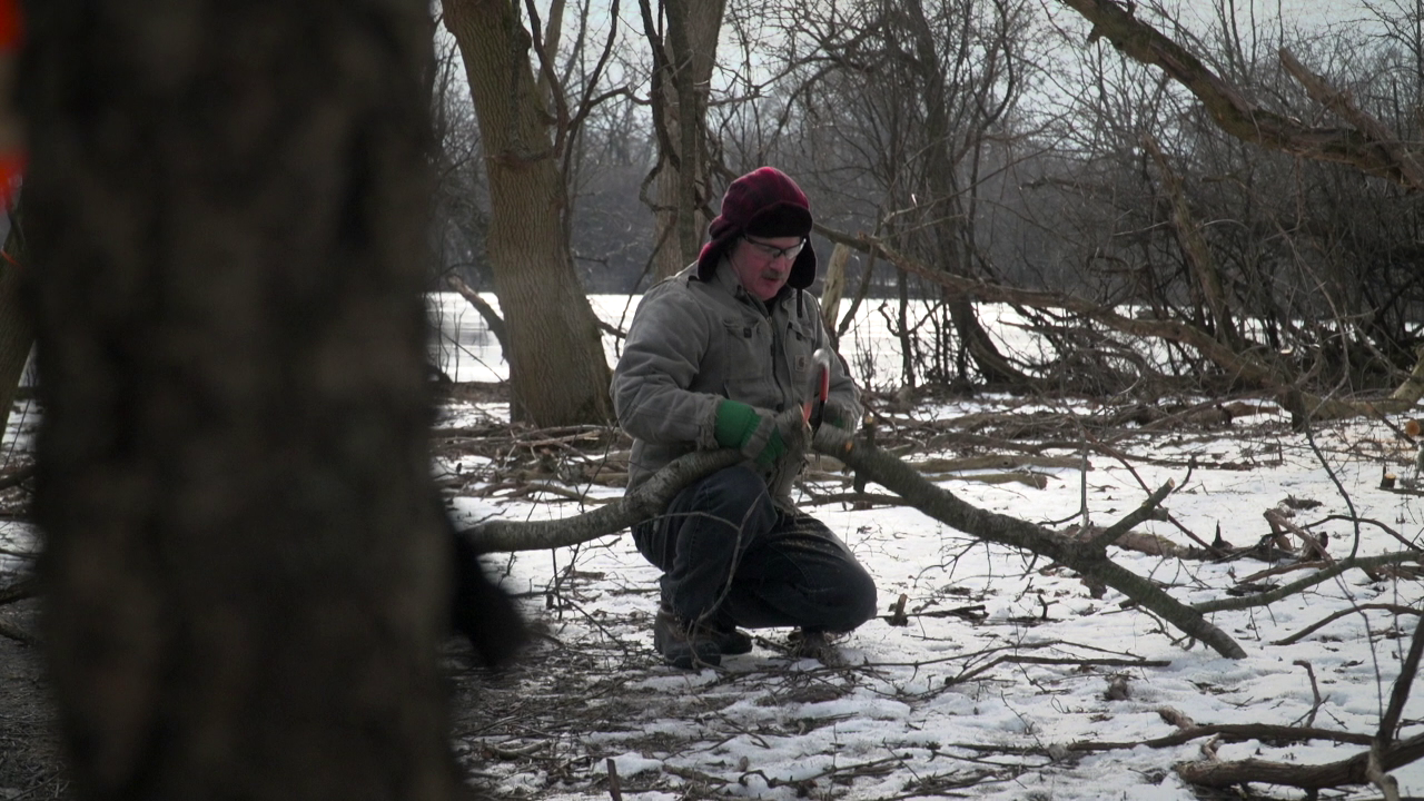Invasive European buckthorn