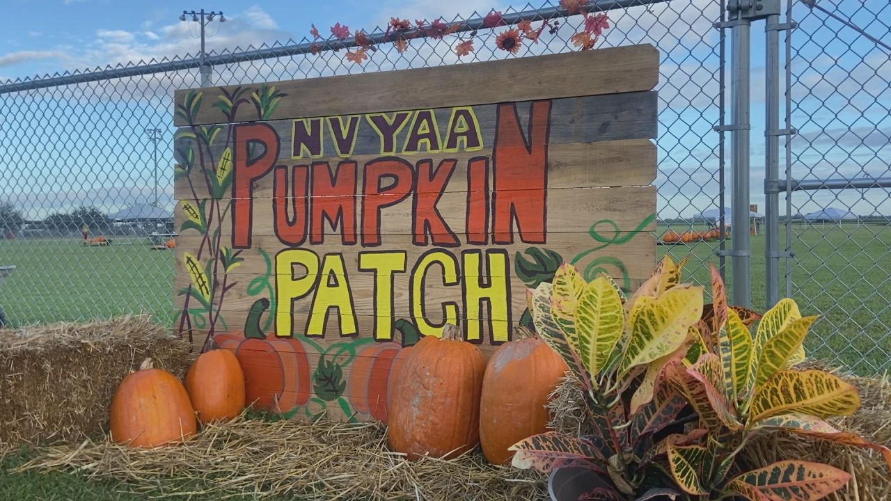 pumpkin patch.jpg