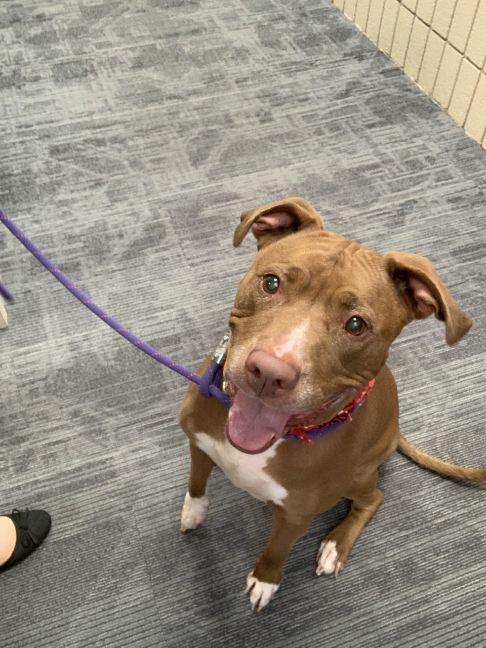 Meet Pumpkin Spice; this week's Pet Adoption Tuesday pup!