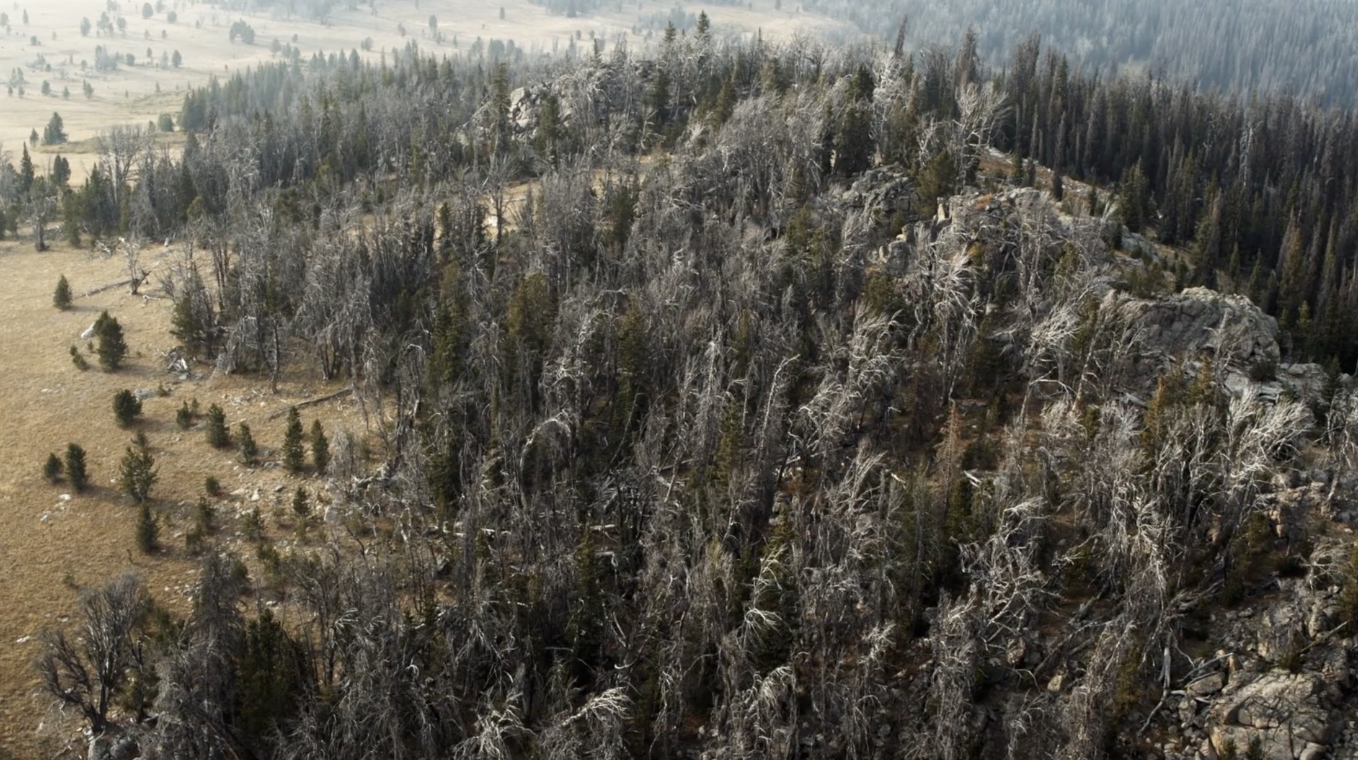 Dead trees.png