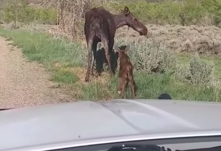 Moose family reunion: Trooper brings calves, mom together