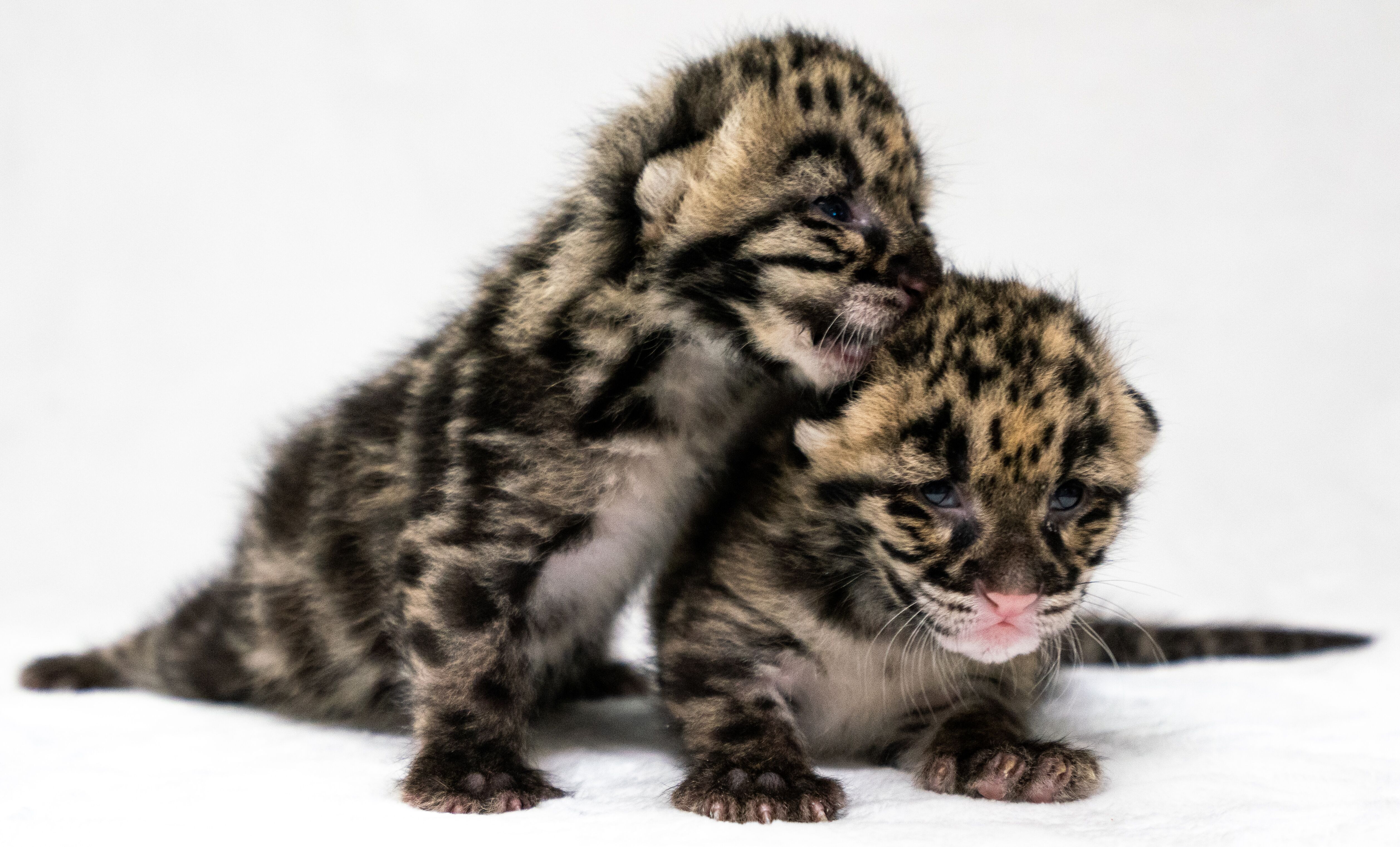 Clouded leopard Blake W. Smith 2.jpeg