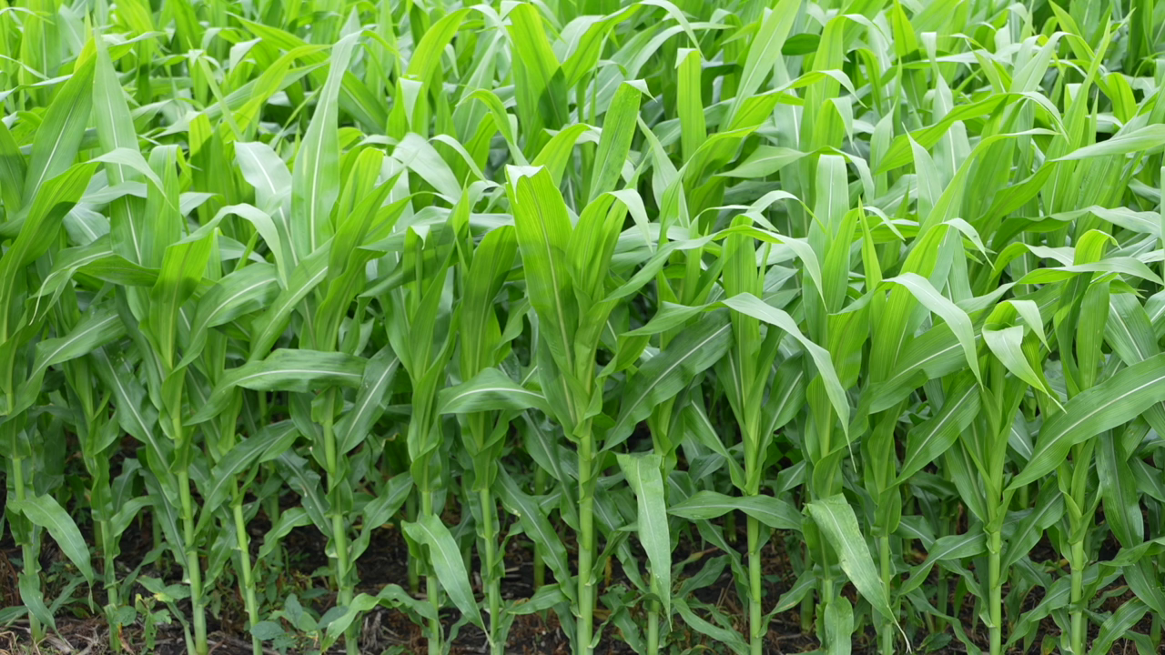 Corn stalks at Reese Farms