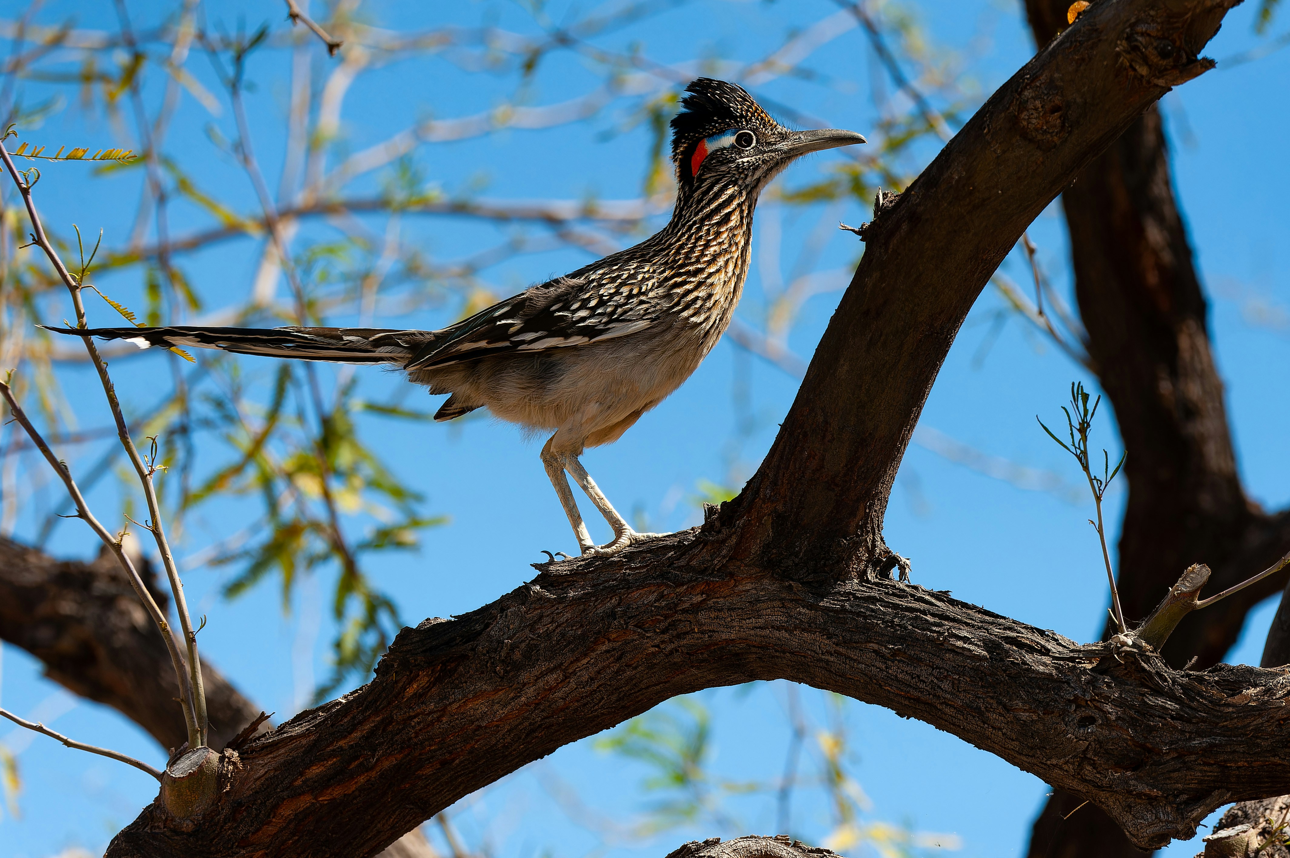Greater roadrunner stock photo 