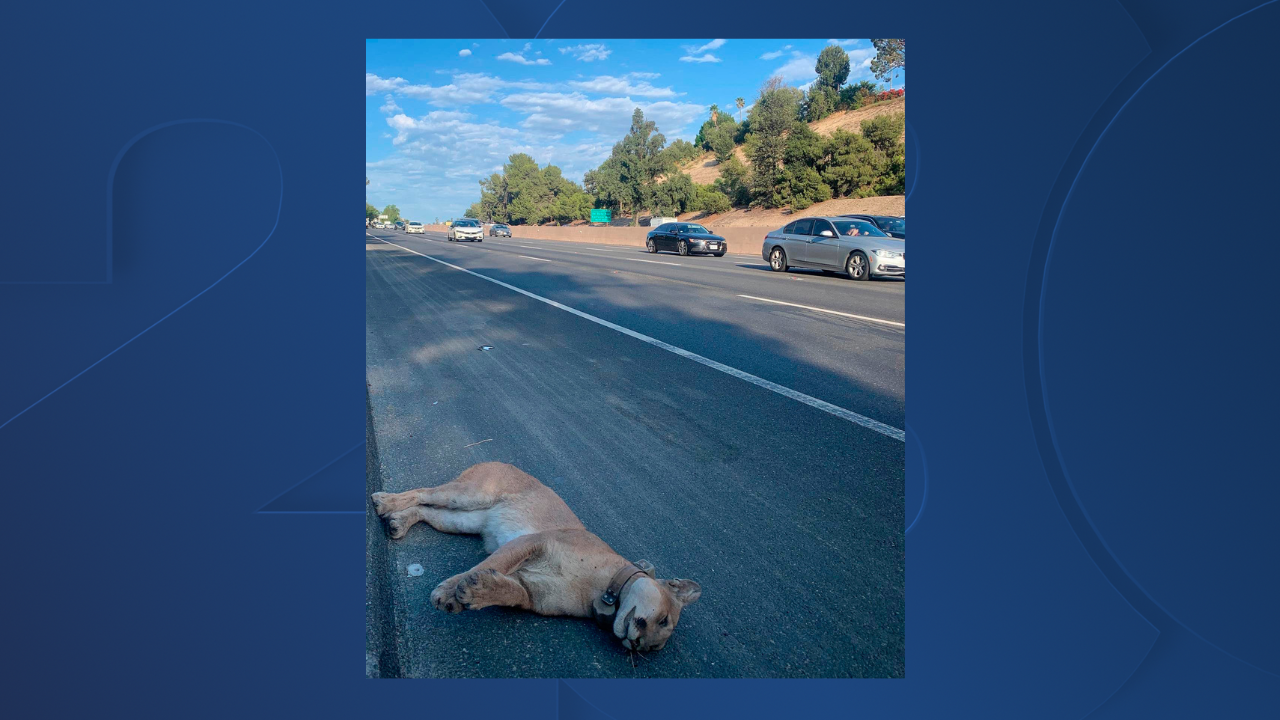 Mountain Lion Killed