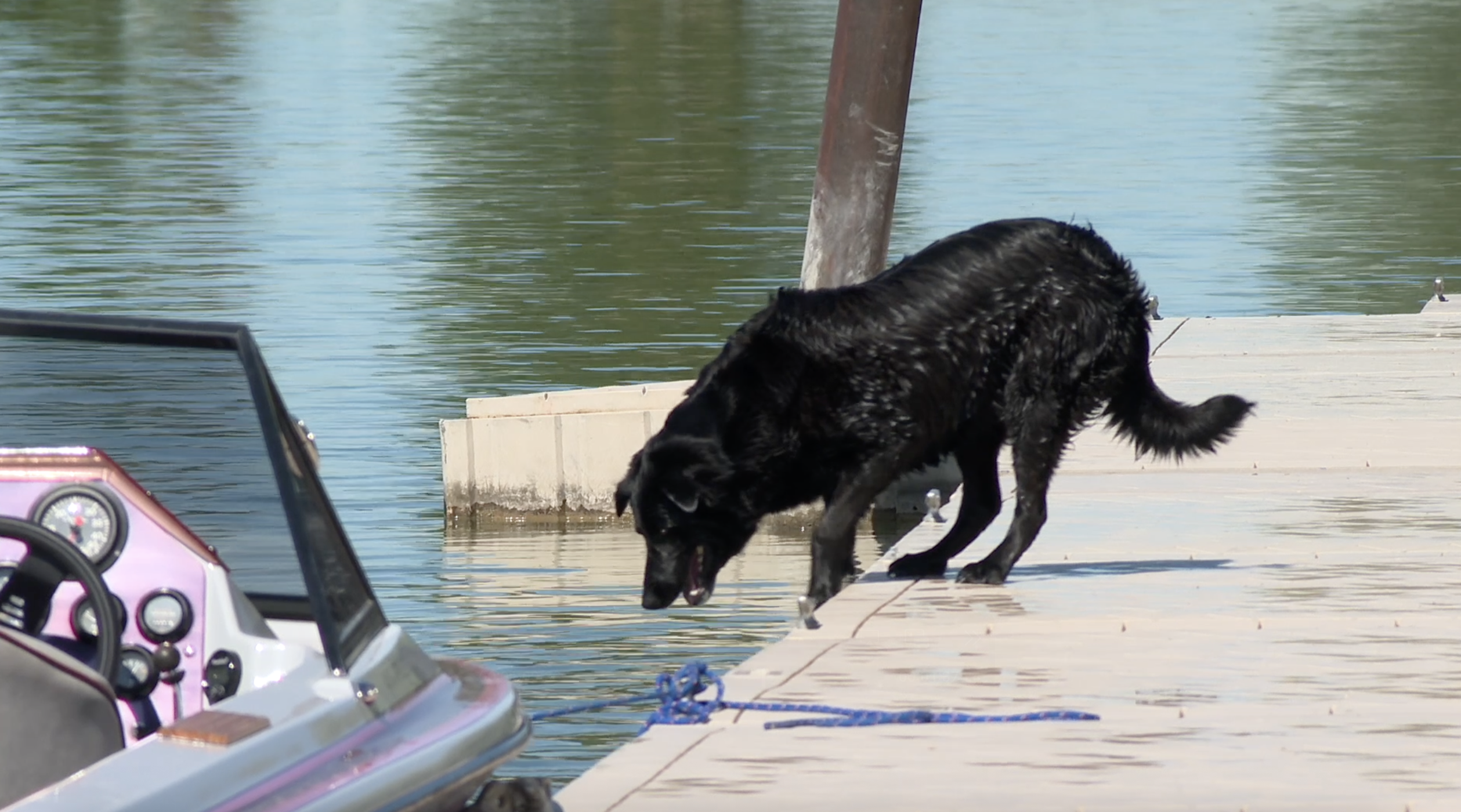 Cyanobacteria can produce toxins that are deadly for pets and children