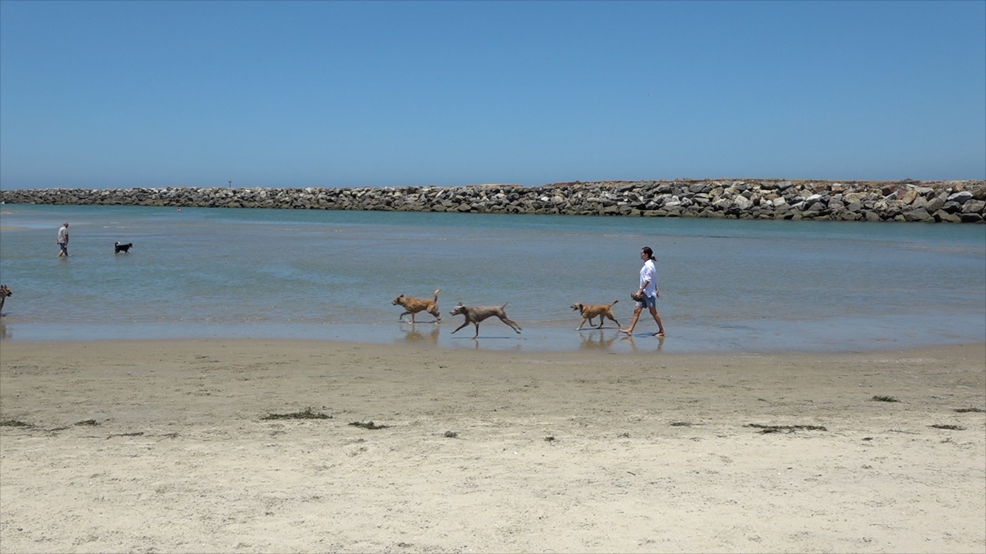 Dog ingested meth and Ocean Beach Dog Beach 