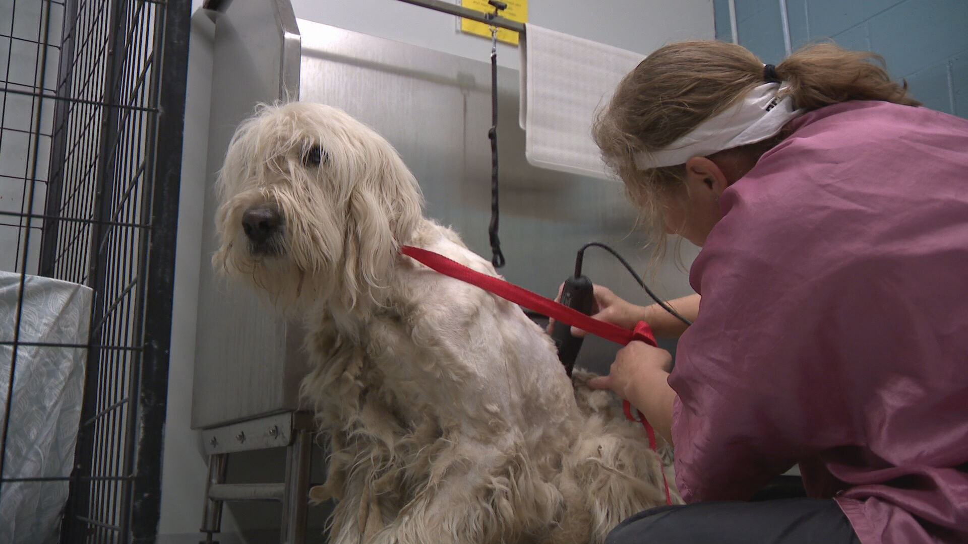 neglected dog 