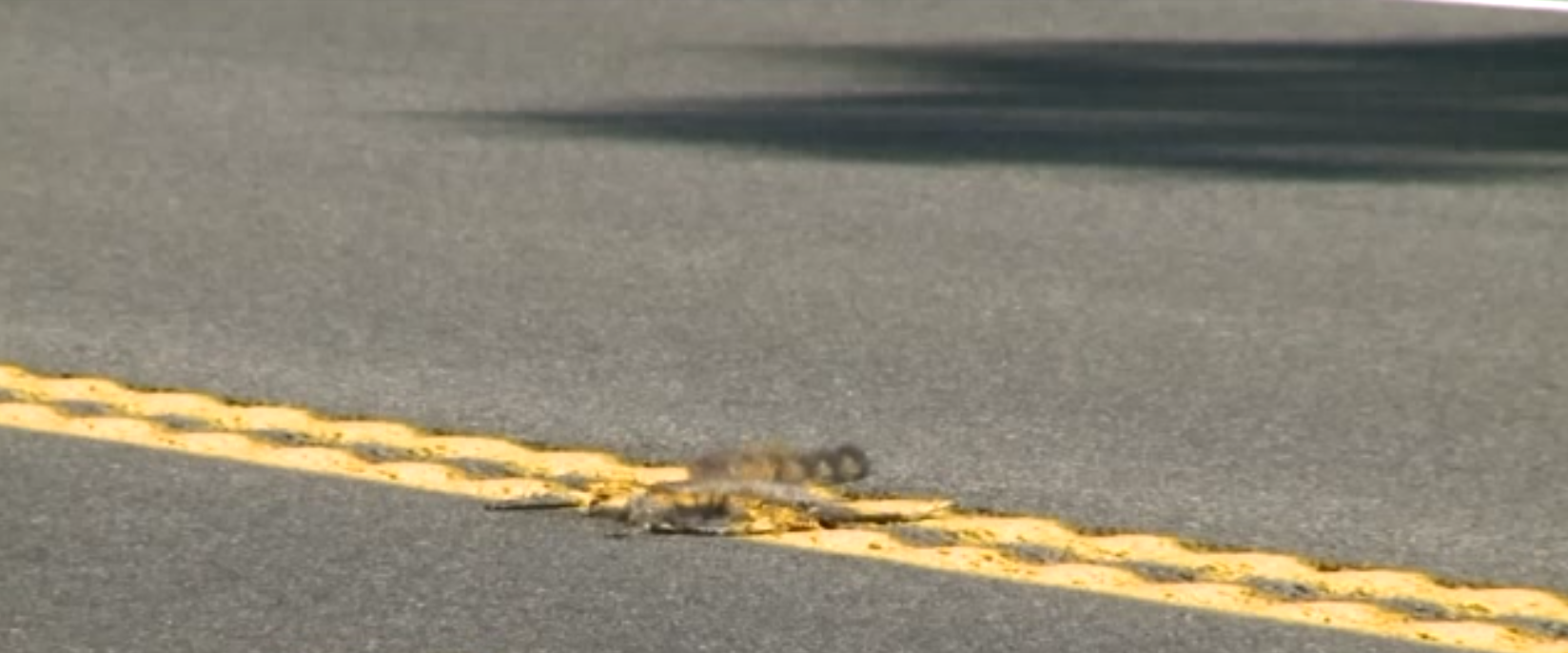 VDOT paints over dead animal