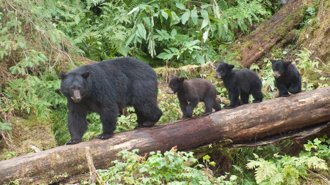 Mama bear and cubs.