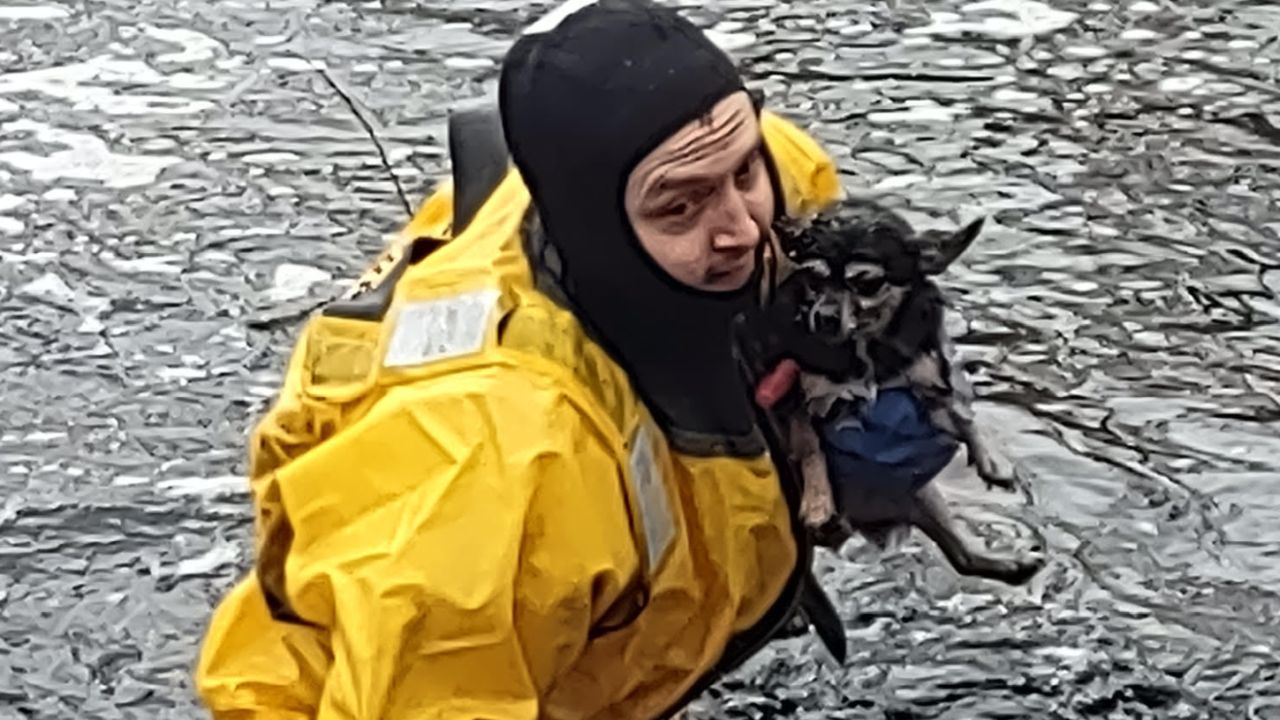chihuahua.jpg