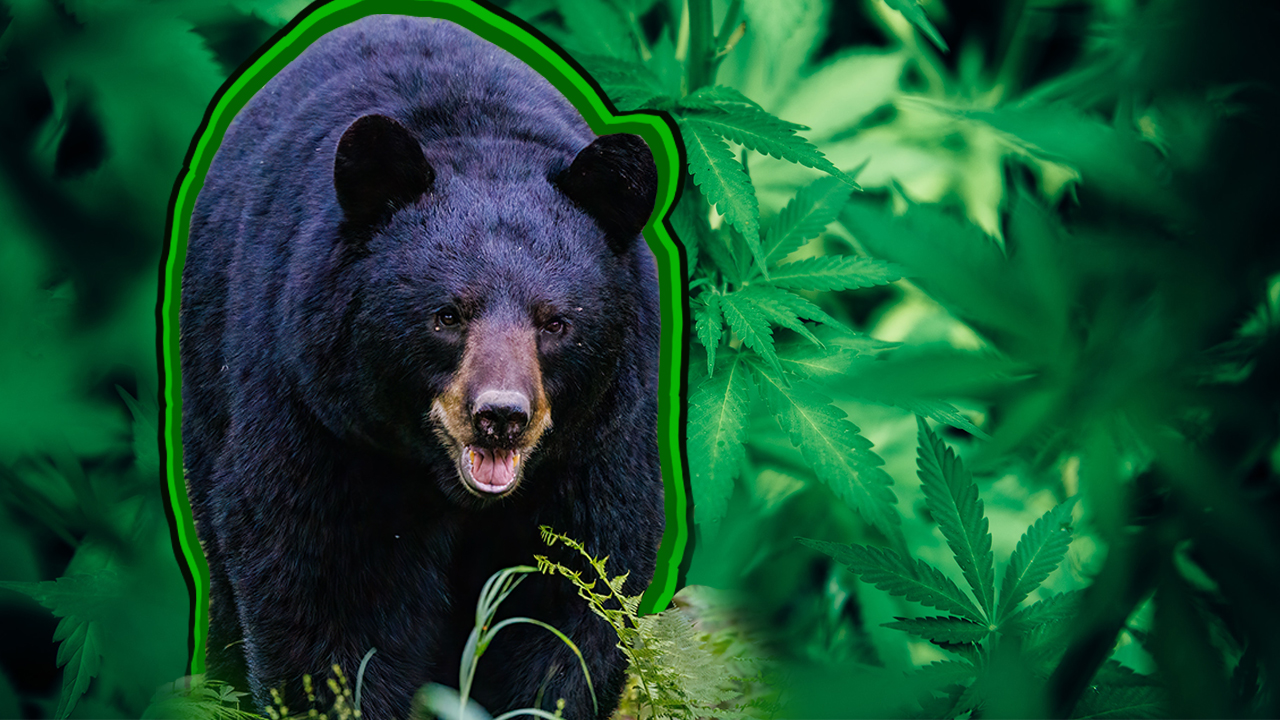 weed_bear_image