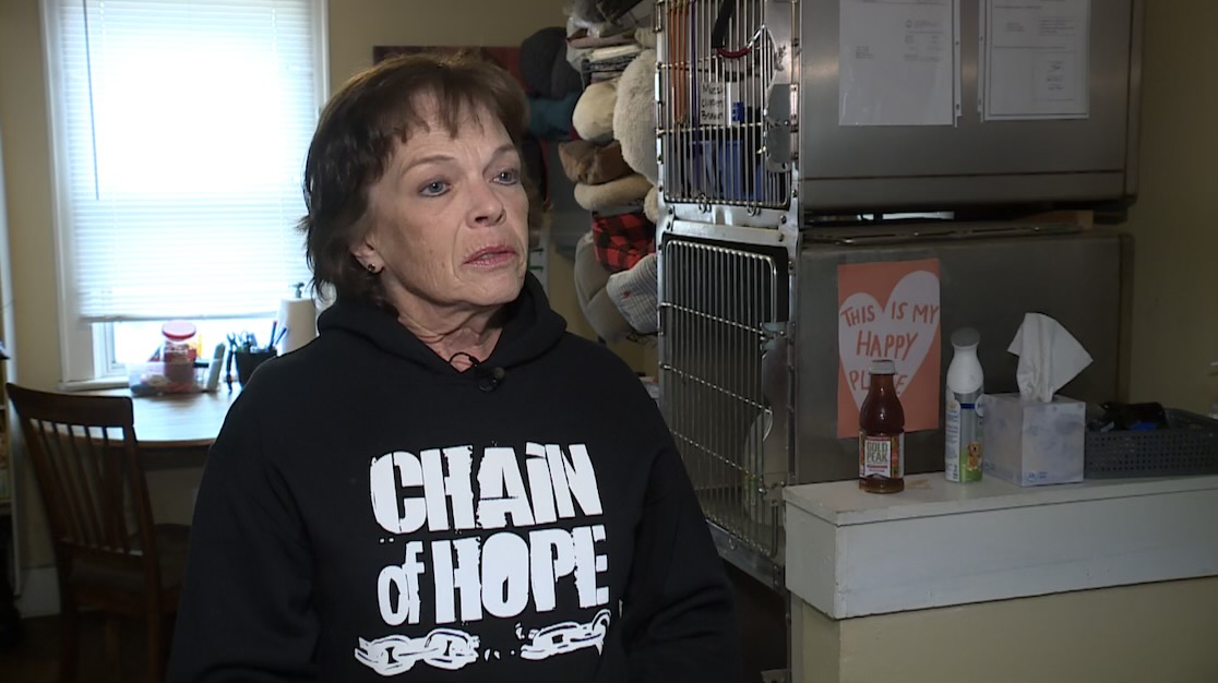 COVER PHOTO DOG.jpeg