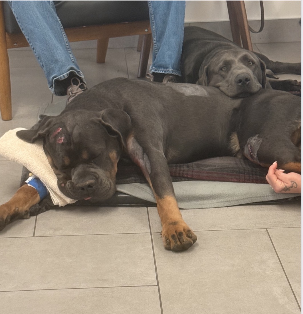 Zeus and Drake at the ER Vet