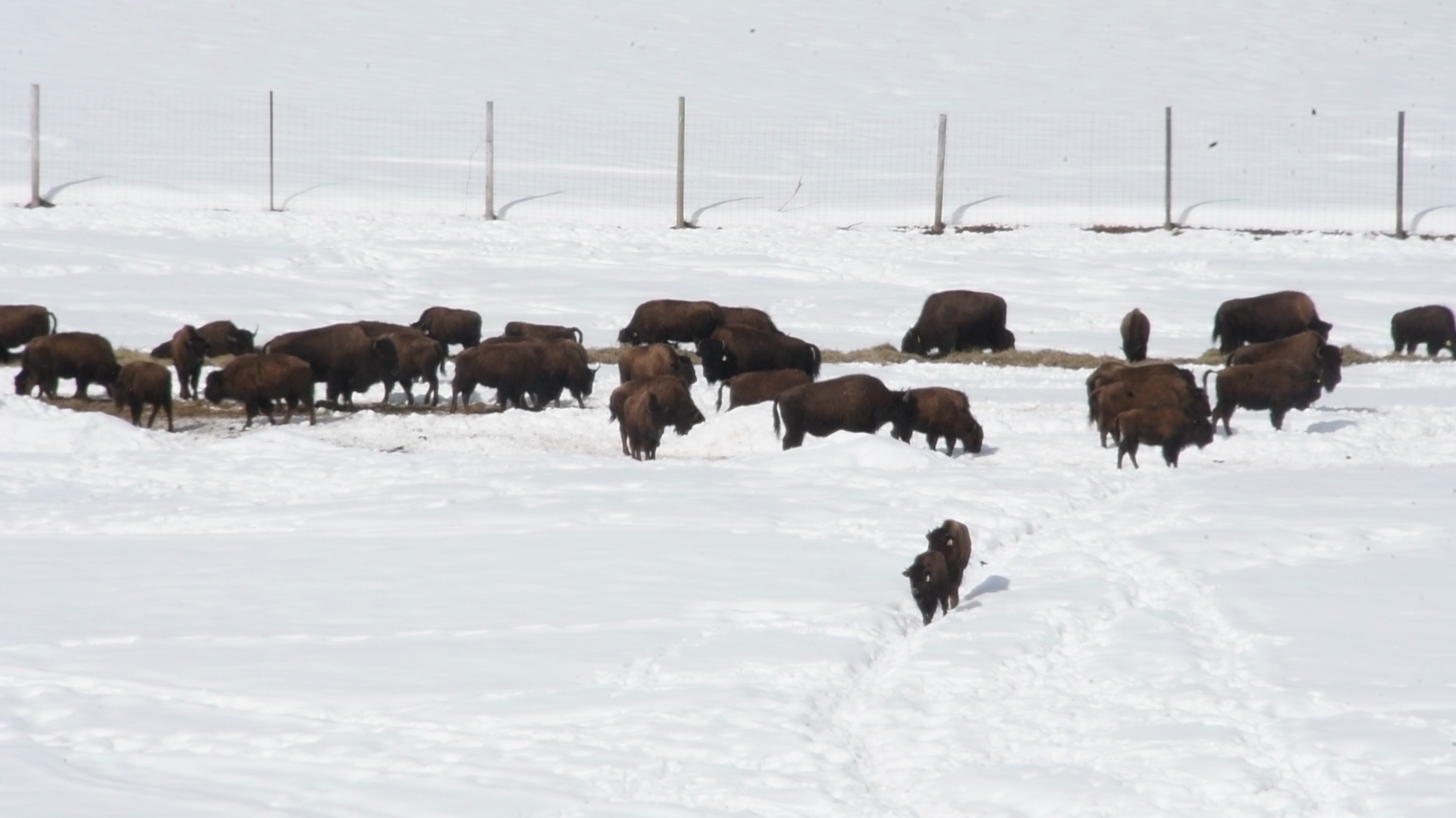 Wood bison