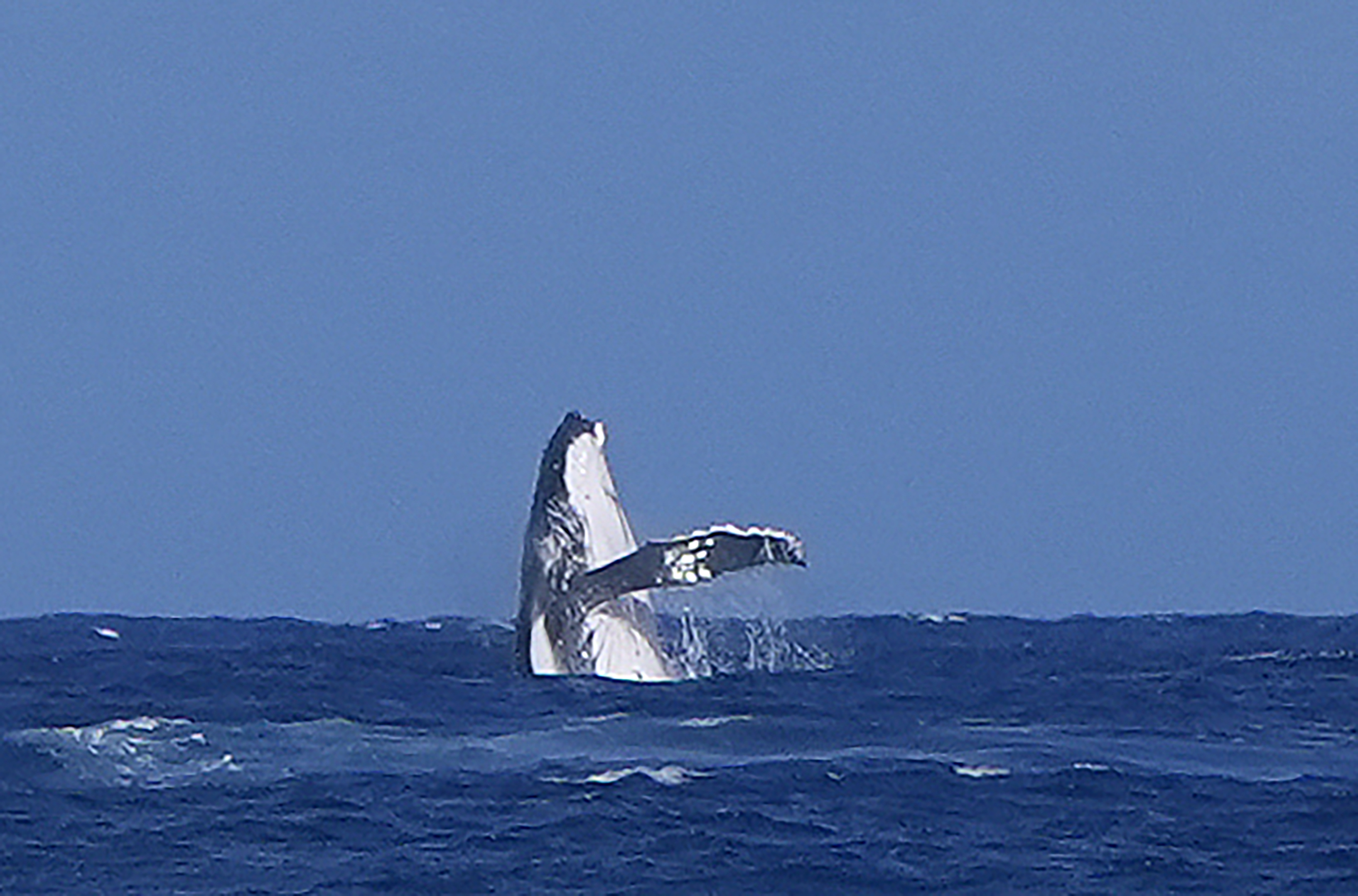 Paris Olympics Surfing whale seen August 5 2024