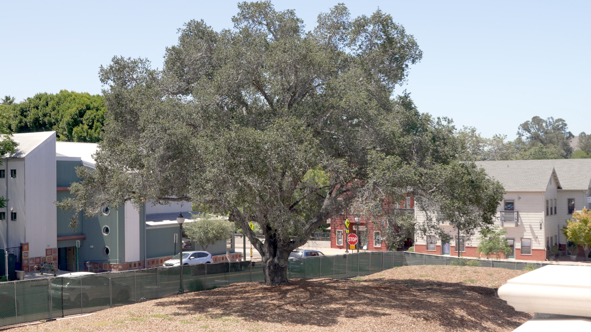 OAK TREE