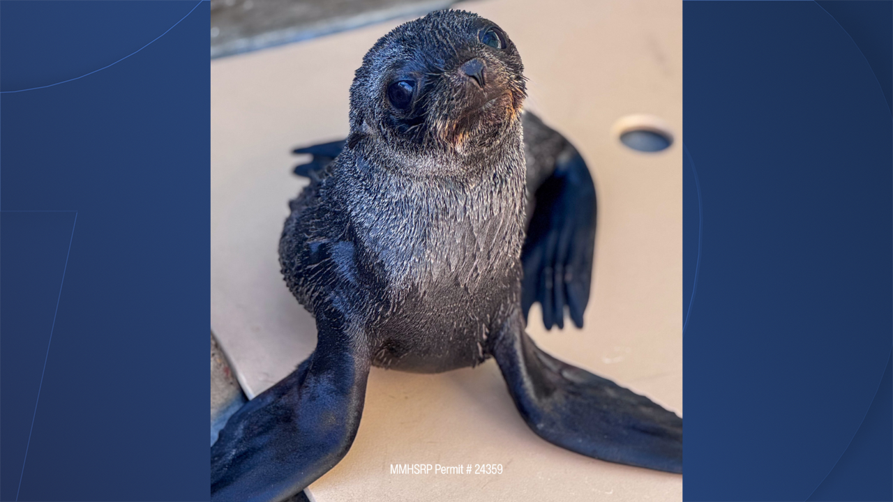 Seal rescue 1/16/2026