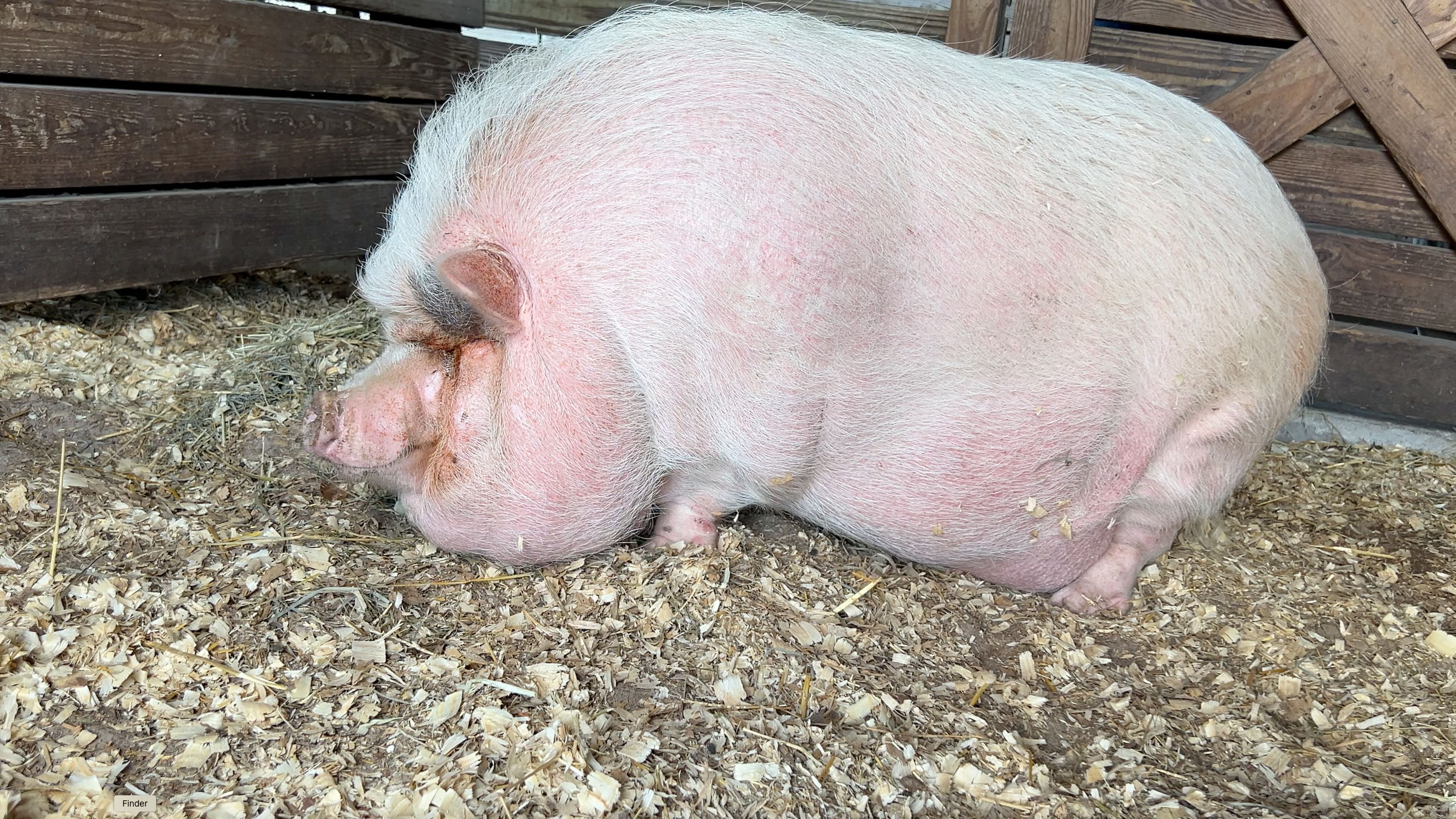 "Pork Chop" on Nov. 21, 2023, while in the custody of Palm Beach County Animal Care and Control as they work to improve the pig's health. 