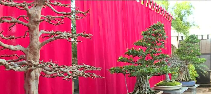 Lewis Ginter bonsai exhibit to feature trees as old up to 100 years old