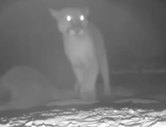 String of mountain lion attacks spark worries in Descanso area