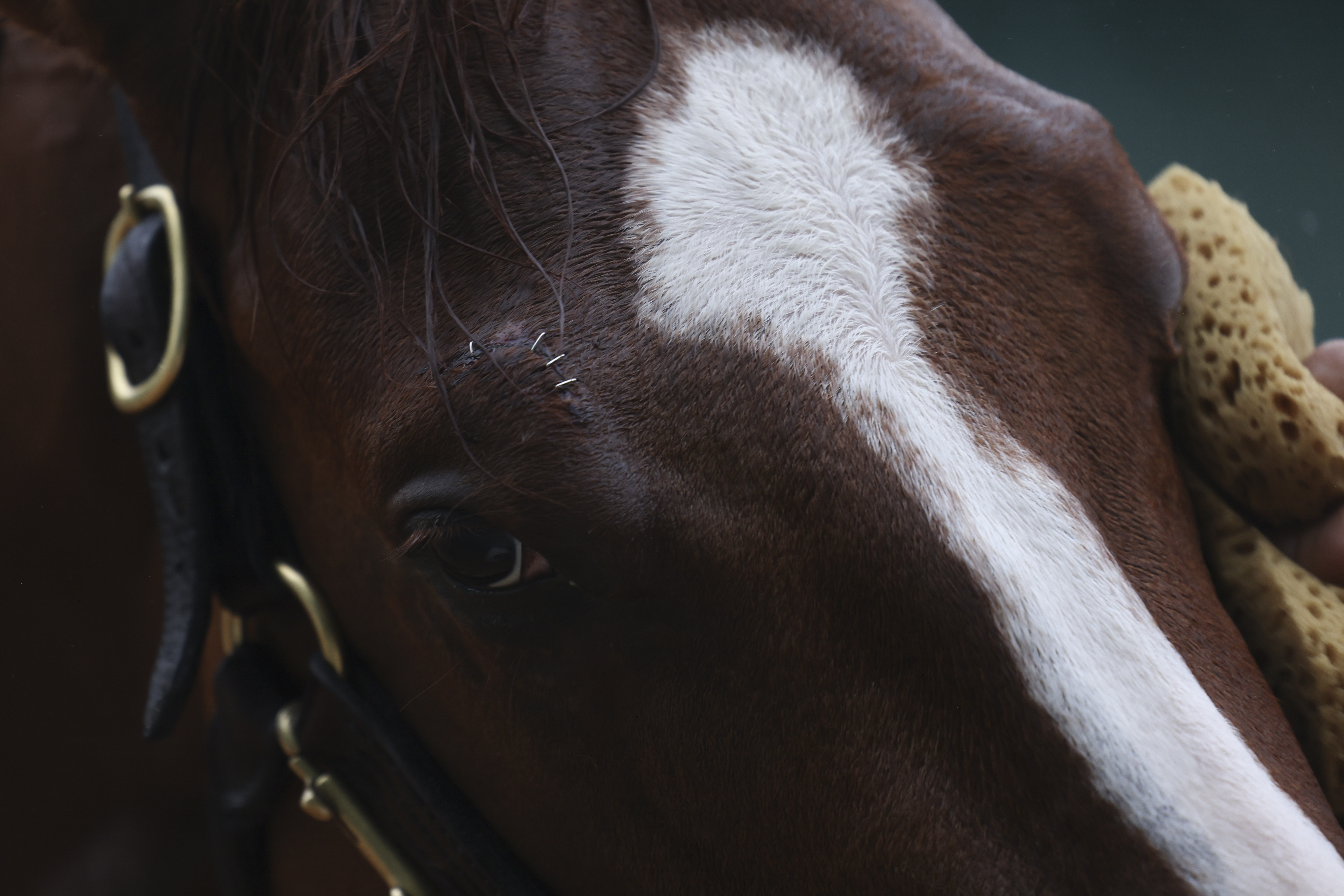 Preakness Horse Racing
