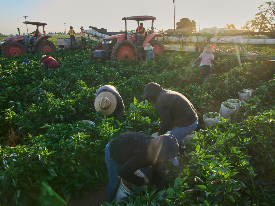 farmworkers_fresno_apphoto.png