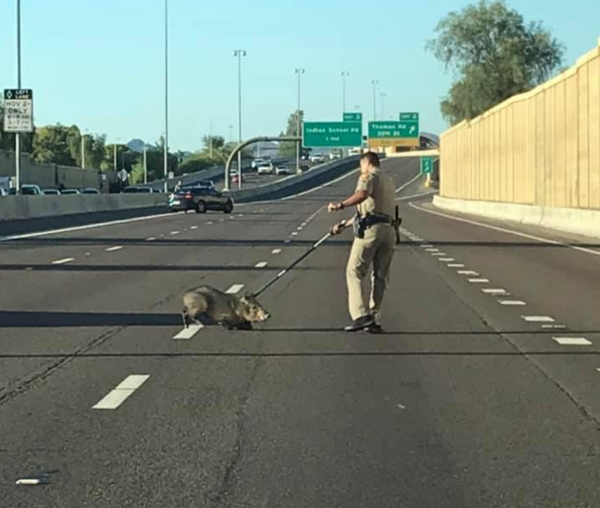 Javelinas escape on SR51