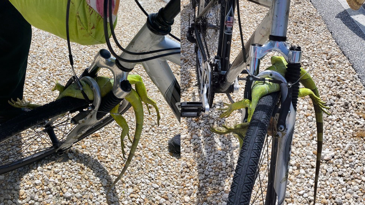Iguana caught in bicycle tire in Marathon, Florida Keys