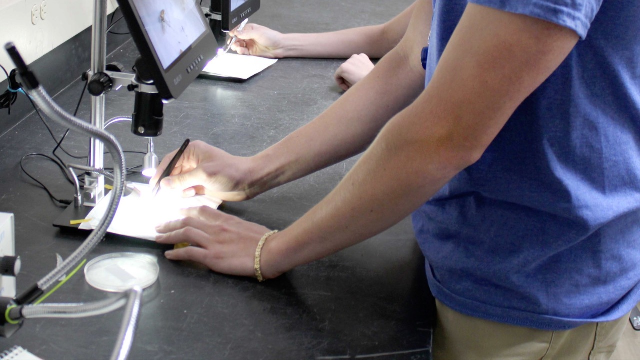 Kent County Tests for Vector-Borne Diseases in Mosquitoes 