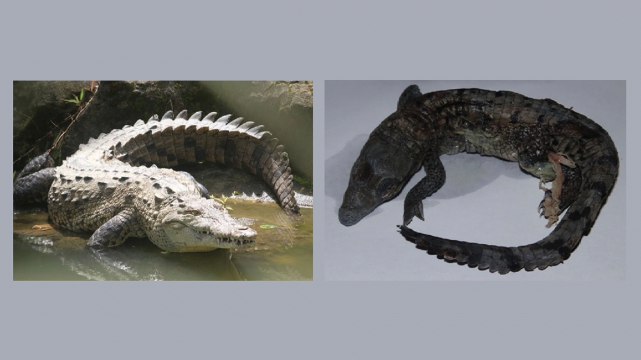 Female crocodile and her offspring