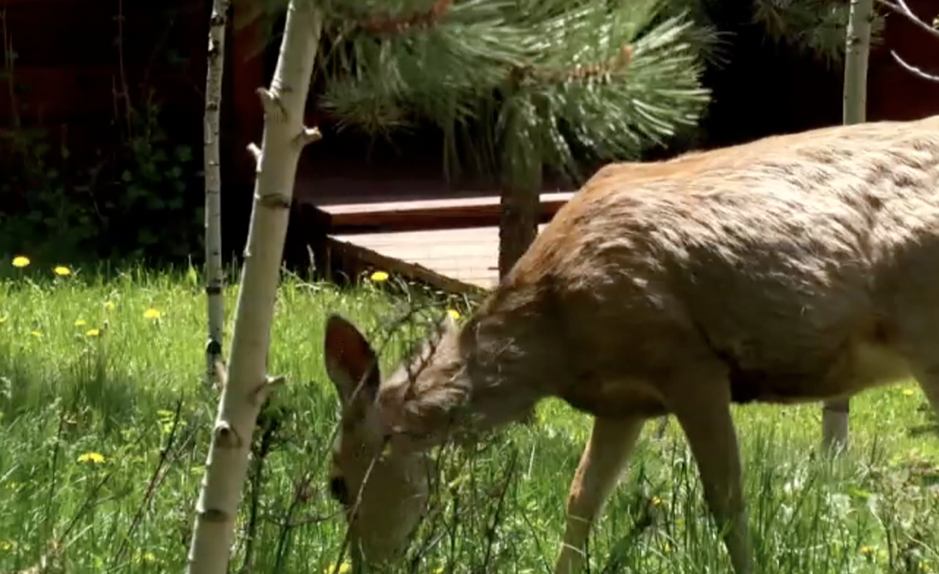 Wildlife become more active in the fall season 
