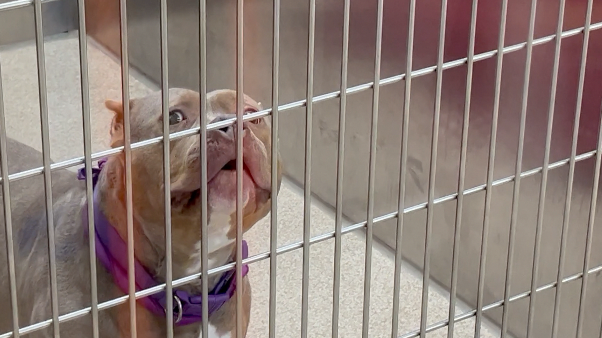 dog in shelter
